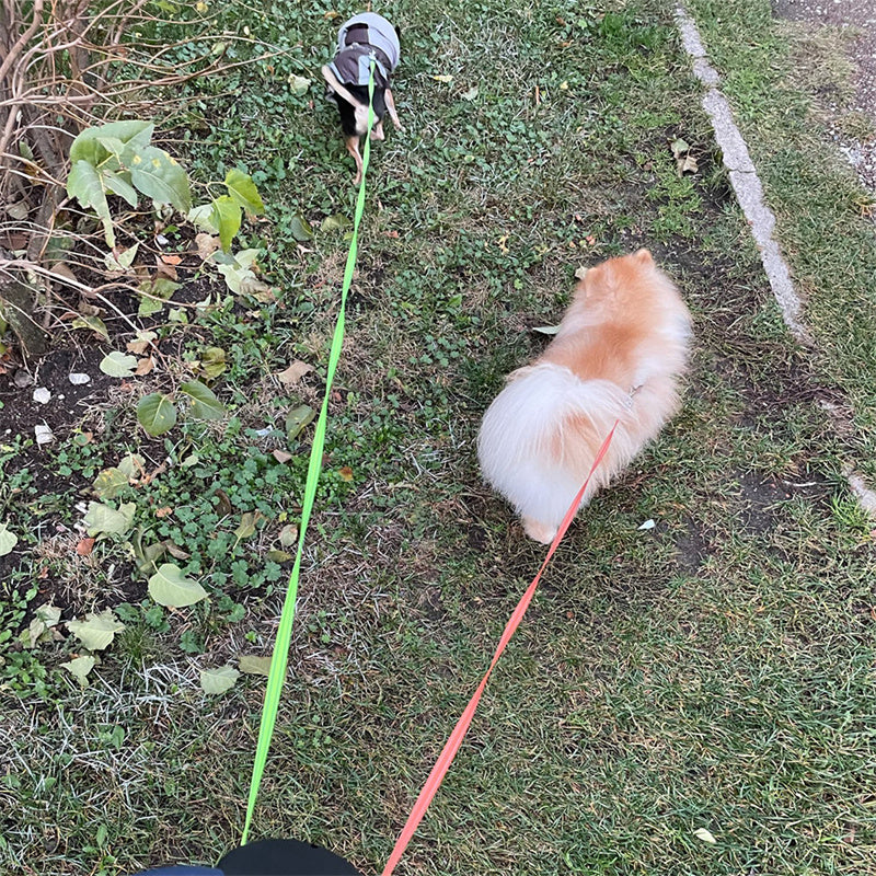 Bright Walk Dual Dog Leash